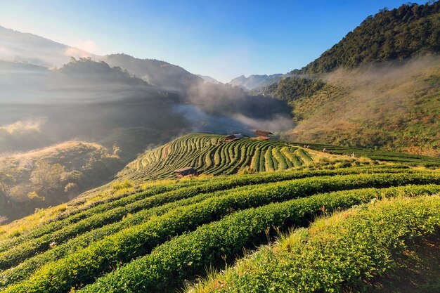 Foto niebla al amanecer en la plantación de té y la cabaña en doi ang khang chiang mai, tailandia