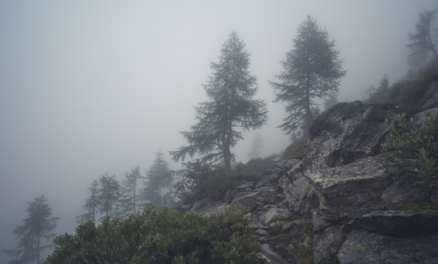 Foto niebla alta en las montañas