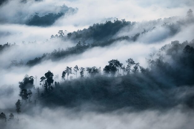 Niebla blanca que fluye en la montaña con árboles en la mañana en la temporada de invierno malhumorado