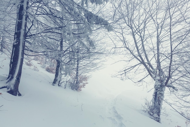 Niebla en el bosque de invierno