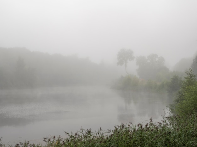Niebla en un bosque lluvioso, selva de agua temprano en la mañana