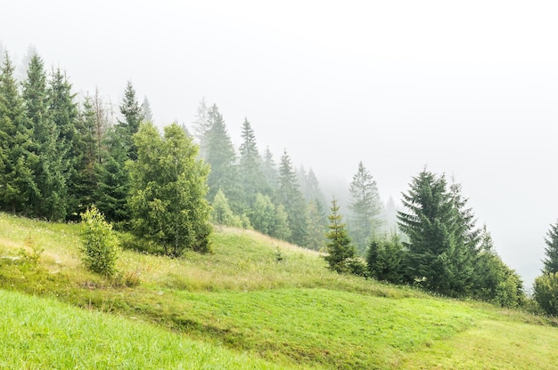 Niebla en el bosque de la montaña