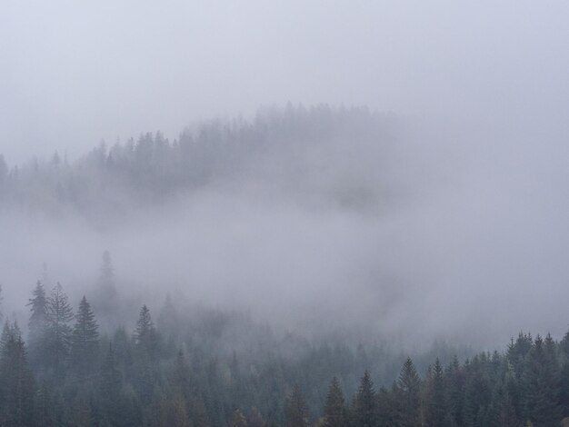 la niebla en el bosque negro