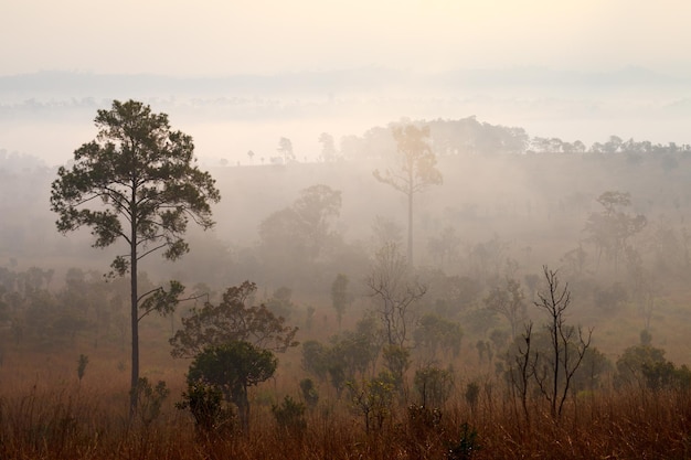 Niebla en el bosque en el Parque Nacional Thung Salang Luang PhetchabunThailand