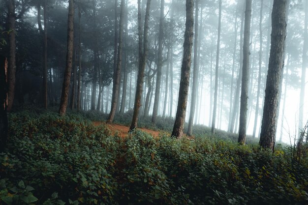 Niebla en el bosque de pinos en la mañana de invierno