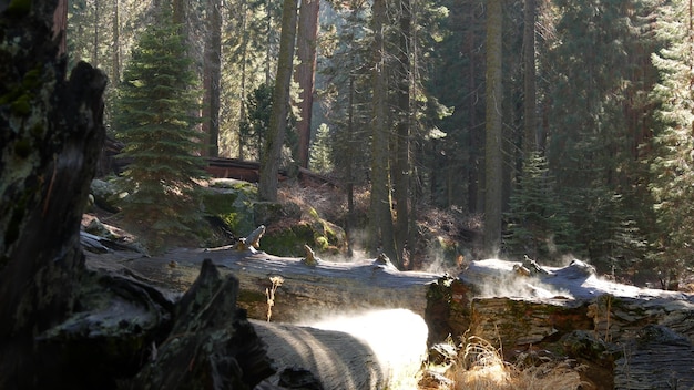 Niebla en el bosque de secuoyas, troncos de secuoyas caídos en madera vieja. Mañana brumosa en bosques de coníferas, parque nacional del norte de California, Estados Unidos. Grandes pinos arrancados de raíz, neblina a la luz del sol.