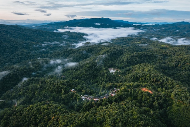 Niebla y bosque verde de la mañana