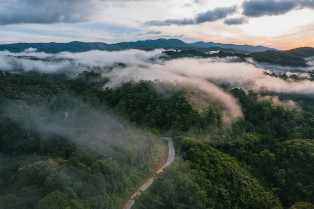 Niebla y bosque verde de la mañana