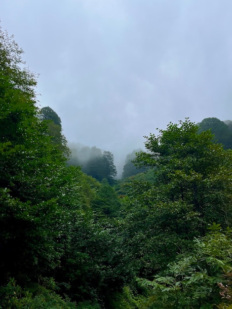 Niebla en el bosque verde