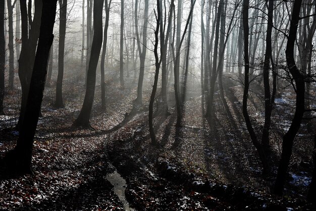 La niebla en el bosque