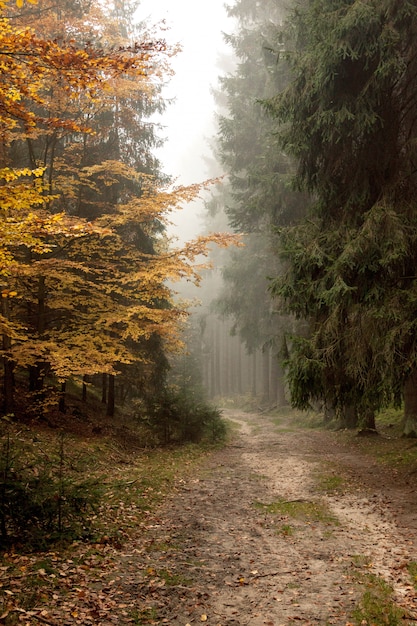 Niebla en el bosque
