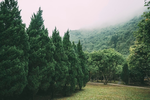 Niebla brumosa en el bosque de pinos en las laderas de las montañas El tono de color se desvaneció Ladera de la montaña boscosa en una nube baja con las coníferas siempre verdes envueltas en niebla en una vista panorámica del paisaje