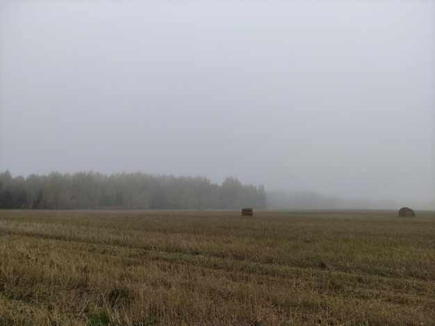 niebla en un campo sin fin