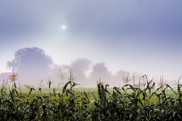 Foto la niebla en el campo de la granja. el sol mira a través de la espesa niebla.