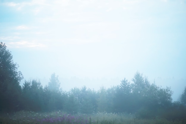 Niebla en el campo. Naturaleza de la tarde en verano con niebla blanca.