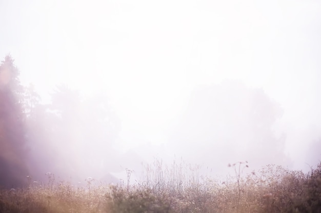 Niebla en el campo. Naturaleza de la tarde en verano con niebla blanca.