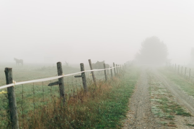 Niebla en el campo