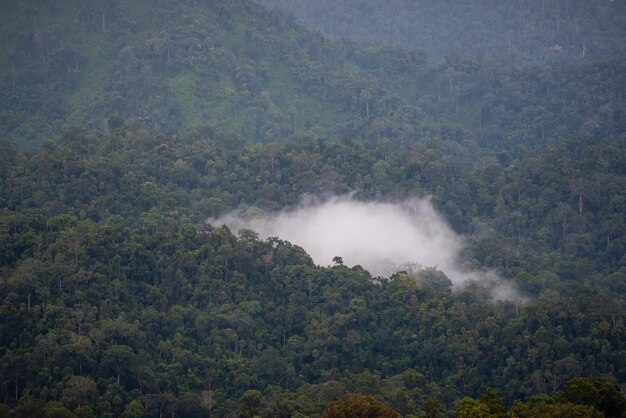 Niebla cuesta abajo