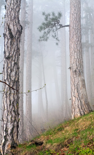 Niebla densa en el bosque de pinos de verano oscuro en la colina (Crimea, Ucrania)