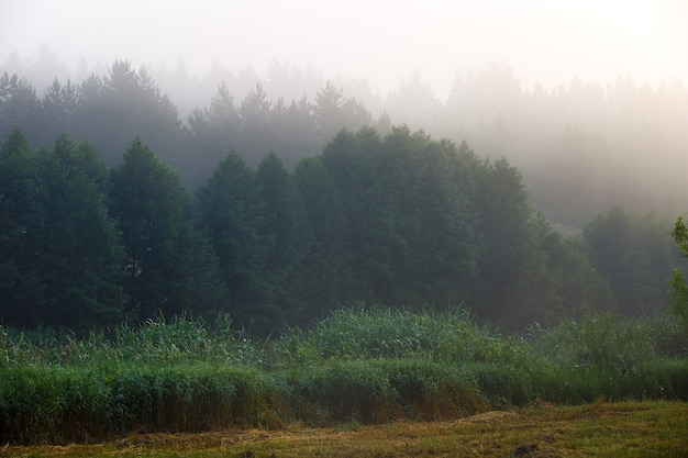 Niebla en el denso bosque de coníferas