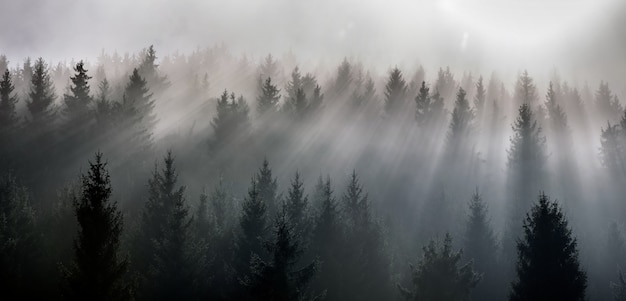 Niebla dividida por los rayos del sol. Misty mañana vista en zona de montaña húmeda.