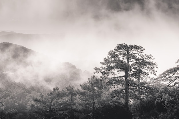 La niebla se eleva a través de los pinos