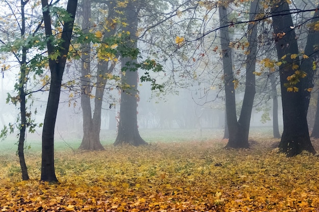 Niebla espesa en el parque de otoño. Hojas amarillas caídas en el suelo del bosque