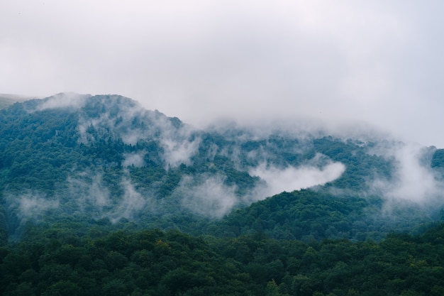 Niebla espesa sobre el bosque y las colinas en Montenegro