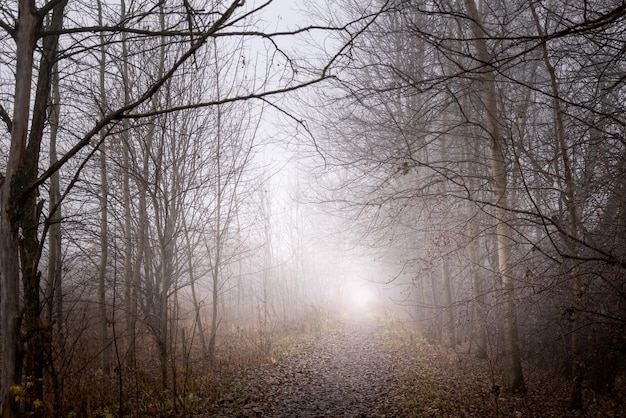 Niebla espesa sobre la carretera cubierta de hojas secas caídas paisaje otoñal