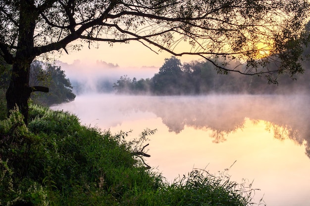 Niebla flotante en el río de verano con árbol sobre el agua