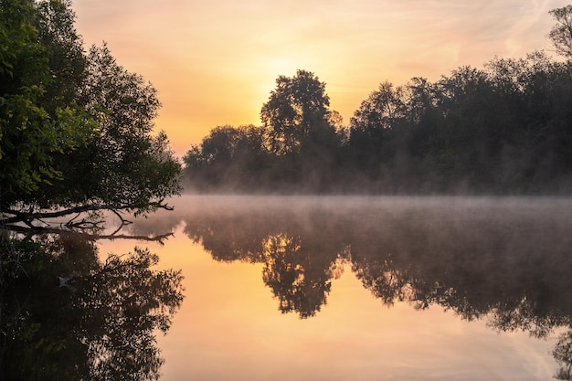 Niebla flotante en el río de verano con árbol sobre el agua