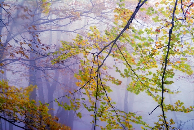 Niebla en un hayedo otoñal en el Bosque de Irati. Navarra. España