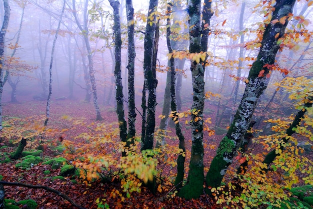 Niebla en un hayedo otoñal en el Bosque de Irati. Navarra. España