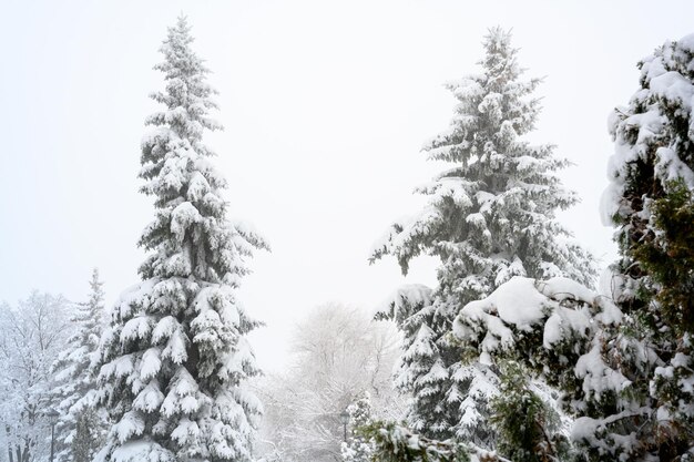 La niebla de la mañana en el bosque ventisqueros tormenta de nieve y nieve blanca