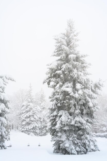 La niebla de la mañana en el bosque ventisqueros tormenta de nieve y nieve blanca