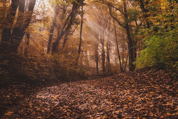 Niebla de la mañana en el bosque