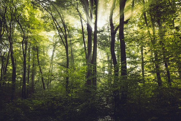 Niebla de la mañana en el bosque