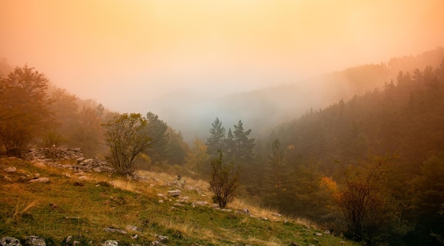 niebla de la mañana en el bosque