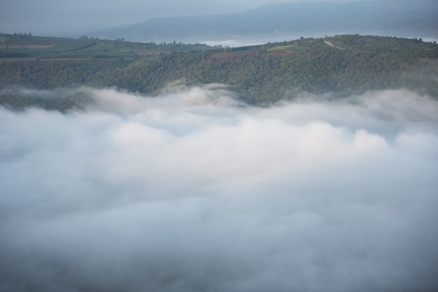 Niebla de la mañana brumosa en el valle hermoso en Tailandia