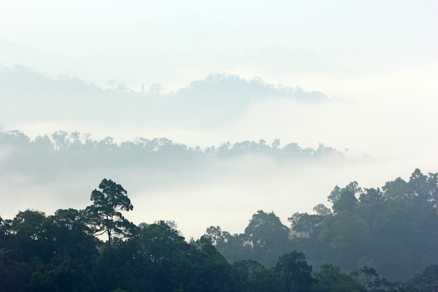 niebla de la mañana en la densa selva tropical, kaeng krachan, tailandia