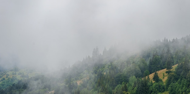 Niebla por la mañana en las montañas. Bosque, naturaleza.