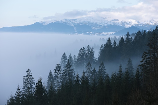 Niebla de la mañana en las montañas. Paisaje de primavera con bosque de abetos