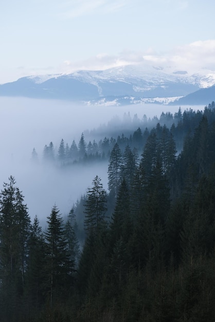 Niebla de la mañana en las montañas. Paisaje de primavera con bosque de abetos