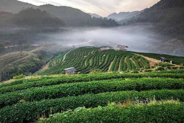 Niebla de la mañana en la terraza del té, Doi Angkhang en Chiangmai, Tailandia.