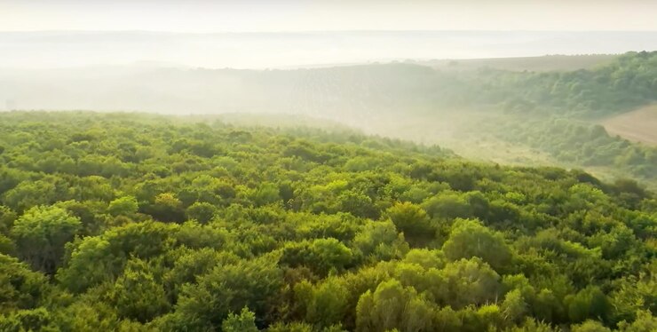 La niebla matinal en el dosel en las montañas de la selva tropical