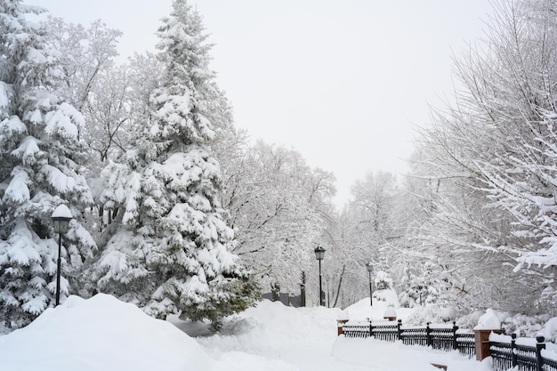 La niebla matutina en el bosque y la nieve blanca.