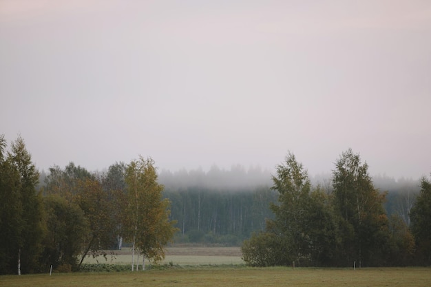 Niebla matutina y bosque en zona rural Ambiente encantador en una mañana nublada en el campo