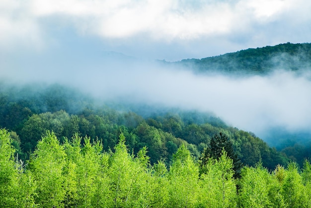 Niebla matutina en las colinas de la montaña de guisantes están cubiertas de árboles en los que el cielo de niebla está cubierto de nubes en un día fresco de primavera