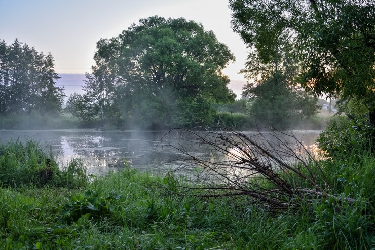 Niebla matutina sobre un lago en el bosque, bosque verde por la mañana con niebla