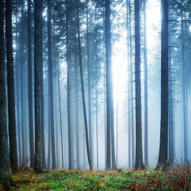 Niebla misteriosa en el bosque verde con pinos
